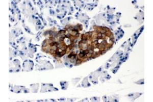 IHC testing of FFPE rat pancreas with PrP antibody. (PRNP Antikörper  (AA 143-230))