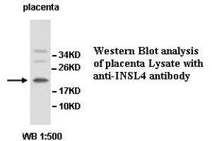 Image no. 1 for anti-Insulin-Like 4 (Placenta) (INSL4) antibody (ABIN1577261) (INSL4 Antikörper)