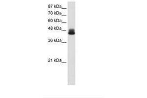 Image no. 1 for anti-Zinc Finger Protein 785 (ZNF785) (AA 91-140) antibody (ABIN6736188) (ZNF785 Antikörper  (AA 91-140))