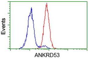Image no. 2 for anti-Ankyrin Repeat Domain 53 (ANKRD53) (AA 1-300) antibody (ABIN1490720) (ANKRD53 Antikörper  (AA 1-300))