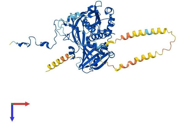 EIF3D Protein (AA 1-548) (His tag)