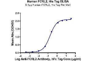 Immobilized Human FCRL2, His Tag at 1 μg/mL (100 μL/well) on the plate.