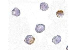 Immunohistochemistry (IHC) image for anti-Growth Hormone Regulated TBC Protein 1 (GRTP1) (N-Term) antibody (ABIN1031398) (GRTP1 Antikörper  (N-Term))