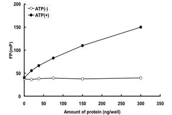 MYLK Protein (AA 1428-1771) (GST tag)