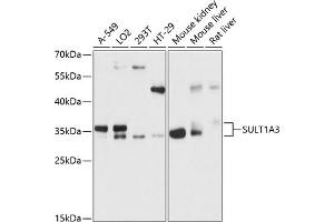 Western blot analysis of extracts of various cell lines, using SULT1 antibody (ABIN6132696, ABIN6148707, ABIN6148709 and ABIN6215958) at 1:3000 dilution. (SULT1A3 Antikörper  (AA 1-100))