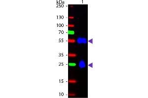 Western Blot of Fluorescein Donkey Anti-Mouse IgG secondary antibody. (Esel anti-Maus IgG (Heavy & Light Chain) Antikörper (FITC) - Preadsorbed)