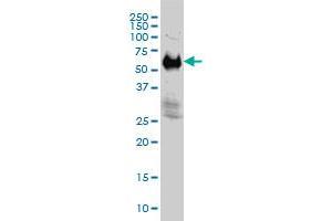 IFRD2 monoclonal antibody (M01), clone 1A4-1G1 Western Blot analysis of IFRD2 expression in Hela S3 NE . (IFRD2 Antikörper  (AA 1-442))