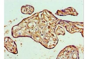 Immunohistochemistry of paraffin-embedded human placenta tissue using ABIN7150350 at dilution of 1:100