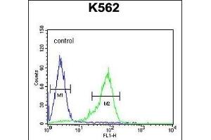 GLP1 Antibody (Center) (ABIN651691 and ABIN2840362) flow cytometric analysis of K562 cells (right histogram) compared to a negative control cell (left histogram).