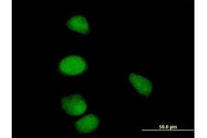 Immunofluorescence of purified MaxPab antibody to CCNE1 on HeLa cell. (Cyclin E1 Antikörper  (AA 1-410))