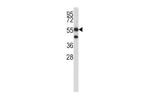 Western blot analysis of HMGCS1 antibody (C-term) (ABIN390594 and ABIN2840912) in K562 cell line lysates (35 μg/lane). (HMGCS1 Antikörper  (C-Term))