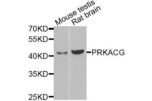 Western blot analysis of extracts of various cell lines, using PRKACG antibody (ABIN5975722) at 1/1000 dilution. (PRKACG Antikörper)