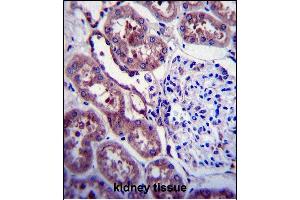 Immunohistochemistry (Paraffin-embedded Sections) (IHC (p)) image for anti-Amyloid beta (A4) Precursor Protein (APP) (AA 657-688), (C-Term) antibody (ABIN6242840)