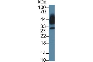 Western Blot; Sample: Human Saliva; Primary Ab: 1µg/ml Rabbit Anti-Mouse KLK13 Antibody Second Ab: 0. (Kallikrein 13 Antikörper  (AA 25-261))