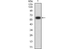 Western blot analysis using CD155 mAb against human CD155 (AA: 21-343) recombinant protein. (Poliovirus Receptor Antikörper  (AA 21-343))
