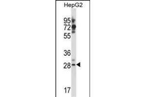 GSG1L Antibody (C-term) (ABIN657610 and ABIN2846607) western blot analysis in HepG2 cell line lysates (35 μg/lane). (GSG1-Like Antikörper  (C-Term))