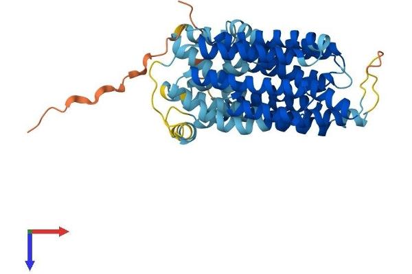 SLC46A1 Protein (AA 1-459) (His tag)