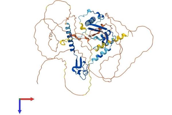 CSRNP3 Protein (AA 1-597) (His tag)