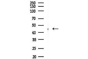 anti-RAD52 Homolog (S. Cerevisiae) (RAD52) (Internal Region) antibody
