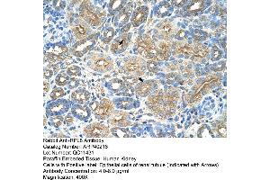 Rabbit Anti-RPL8 Antibody  Paraffin Embedded Tissue: Human Kidney Cellular Data: Epithelial cells of renal tubule Antibody Concentration: 4. (RPL8 Antikörper  (C-Term))