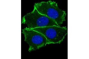 Immunofluorescence (IF) image for anti-Cadherin 1, Type 1, E-Cadherin (Epithelial) (CDH1) (AA 1-392) antibody (ABIN6242350)