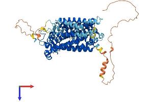 SLC5A5 Protein (AA 1-643) (His tag)