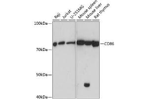Western blot analysis of extracts of various cell lines, using CD86 antibody (ABIN7266225) at 1:1000 dilution. (CD86 Antikörper)