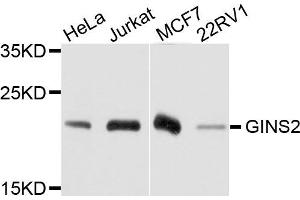 Western blot analysis of extract of various cells, using GINS2 antibody. (GINS2 Antikörper)