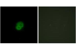 Immunofluorescence (IF) image for anti-Armadillo Repeat Containing, X-Linked 2 (ARMCX2) (AA 321-370) antibody (ABIN2889649) (ARMCX2 Antikörper  (AA 321-370))
