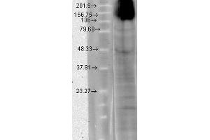 Western Blot analysis of Human T-HEK cell lysate showing detection of HCN4 protein using Mouse Anti-HCN4 Monoclonal Antibody, Clone S114-10 .
