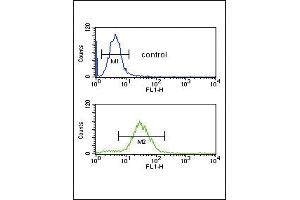 CFL1 Antibody (Center) (ABIN650759 and ABIN2839516) flow cytometric analysis of HL-60 cells (bottom histogram) compared to a negative control cell (top histogram). (Cofilin Antikörper  (AA 70-98))