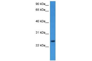 WB Suggested Anti-RHOG Antibody Titration: 0.