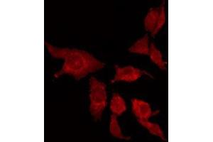 ABIN6275372 staining HepG2 by IF/ICC. (KCNK15 Antikörper  (C-Term))
