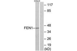Western blot analysis of extracts from COLO205 cells, using FEN1 Antibody.