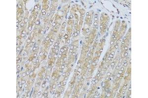Immunohistochemistry of paraffin-embedded Mouse stomach using HRG Polyclonal Antibody at dilution of 1:100 (40x lens). (HRG Antikörper)