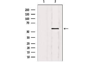Western blot analysis of extracts from 293, using Nuclear Factor 1 Antibody. (Nuclear Factor 1 Antikörper)