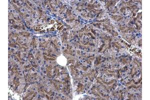 Immunohistochemistry (IHC) image for anti-Eukaryotic Translation Elongation Factor 1 epsilon 1 (EEF1E1) antibody (ABIN2856150)