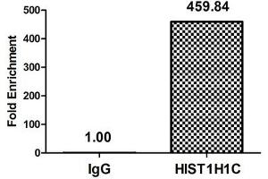 Chromatin Immunoprecipitation Hela (4*10 6 , treated with 30 mM sodium butyrate for 4h) were treated with Micrococcal Nuclease, sonicated, and immunoprecipitated with 8 μg anti-HIST1H1C (ABIN7139162) or a control normal rabbit IgG. (HIST1H1C Antikörper  (acLys16))