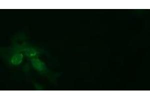 Image no. 2 for anti-tRNA Methyltransferase 2 Homolog A (TRMT2A) antibody (ABIN1501515) (TRMT2A Antikörper)