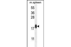 IP1L Antibody (C-term) (ABIN654790 and ABIN2844468) western blot analysis in mouse spleen tissue lysates (35 μg/lane). (IMMP1L Antikörper  (C-Term))