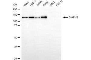 anti-Diaphanous Homolog 2 (DIAPH2) antibody