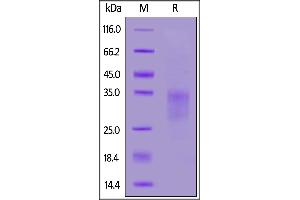 Biotinylated Human CD7, His,Avitag on  under reducing (R) condition. (CD7 Protein (CD7) (AA 26-180) (His tag,AVI tag,Biotin))