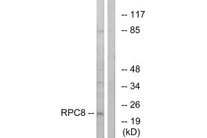 Western blot analysis of extracts from K562 cells, using RPC8 antibody. (POLR3H Antikörper  (C-Term))