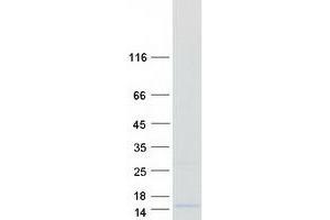Validation with Western Blot (LST1 Protein (Transcript Variant 4) (Myc-DYKDDDDK Tag))