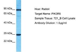 Host: Rabbit Target Name: PIK3R6 Sample Type: 721_B Whole Cell lysates Antibody Dilution: 1. (PIK3R6 Antikörper  (C-Term))