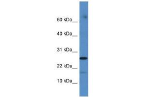 Western Blotting (WB) image for anti-Family with Sequence Similarity 36, Member A (FAM36A) (C-Term) antibody (ABIN2785401)