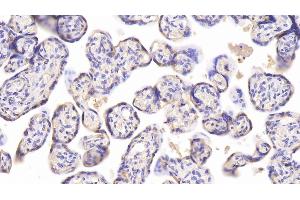 Detection of CHEM in Human Placenta Tissue using Monoclonal Antibody to Chemerin (CHEM) (CHEM (AA 33-158) Antikörper)