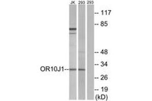 Western blot analysis of extracts from 293/Jurkat cells, using OR10J1 Antibody. (OR10J1 Antikörper  (AA 241-290))
