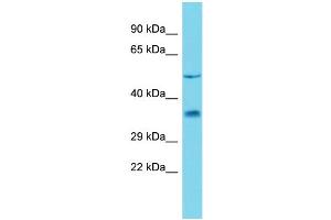 Host: Rabbit Target Name: Ambp Sample Type: Rat Pancreas lysates Antibody Dilution: 0. (AMBP Antikörper  (C-Term))