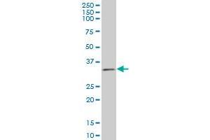 TAZ monoclonal antibody (M12), clone 1B10 Western Blot analysis of TAZ expression in SW-13 . (TAZ Antikörper  (AA 1-262))